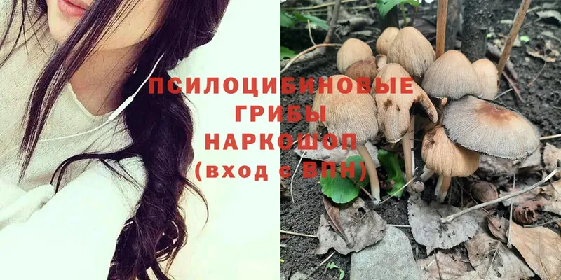 Галлюциногенные грибы Psilocybe  купить наркотики сайты  Рассказово 